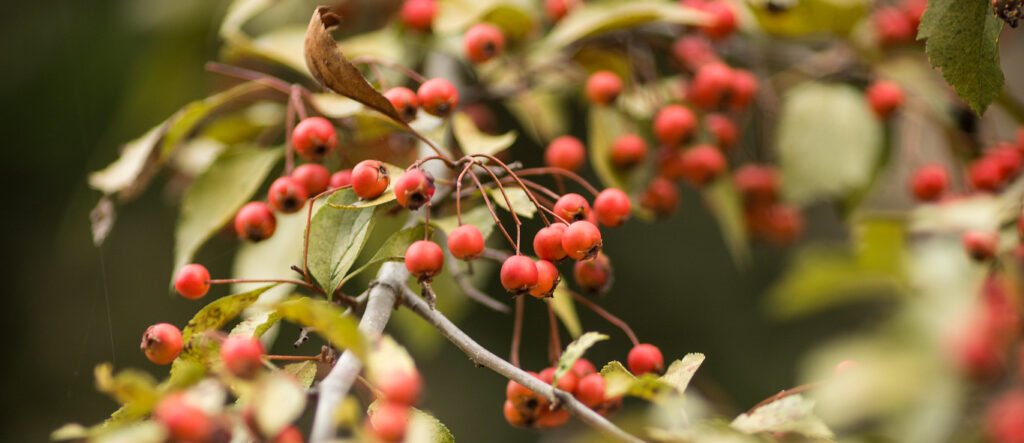 A close-up photo of a tree with red berries